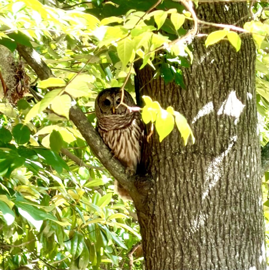 September Bird Walks – photo 1