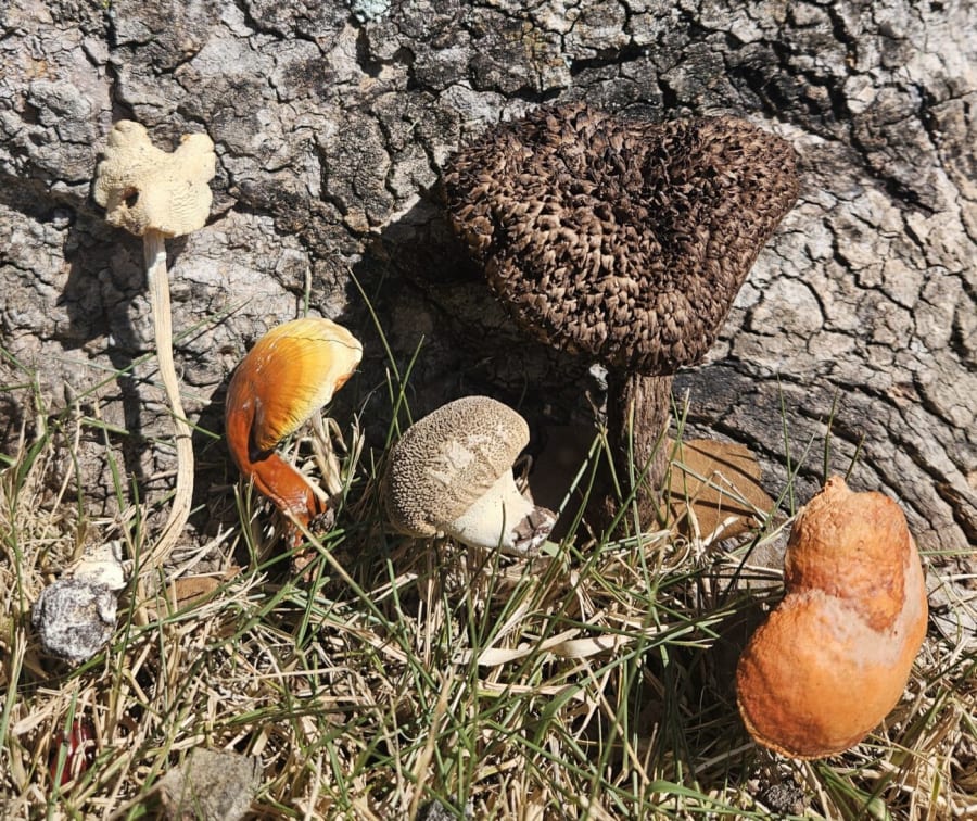 Spooky Mushrooms- Friend or Foe? – photo 1