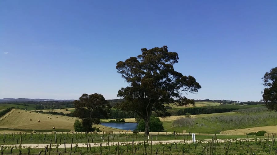 The Lane Vineyard – photo 2