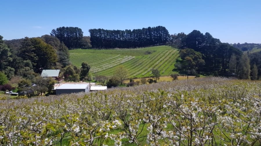 Jauma Farm – photo 3