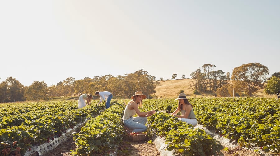 Beerenberg Farm – photo 3
