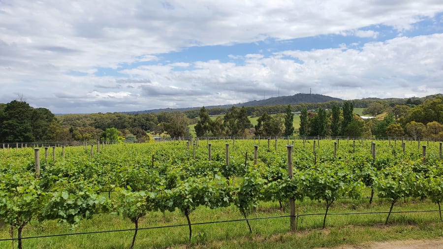 Ashton Hills Vineyard – photo 3