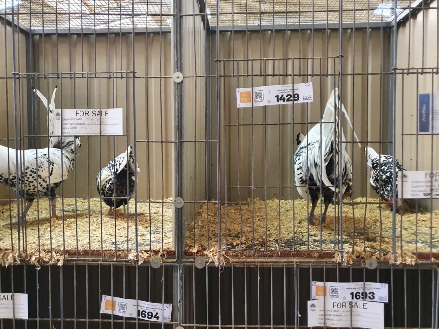 Royal Adelaide Showgrounds
– photo 3