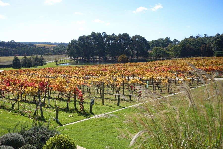 Bird in Hand Winery – photo 4