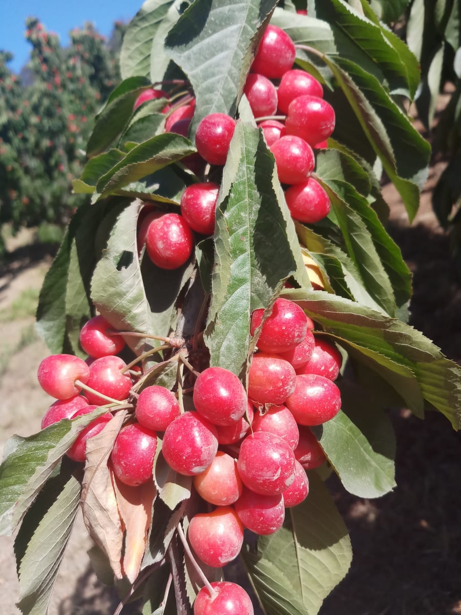 Lennane Orchards – photo 3