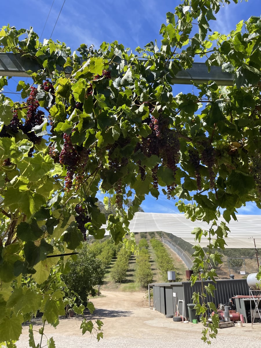 Lennane Orchards – photo 4