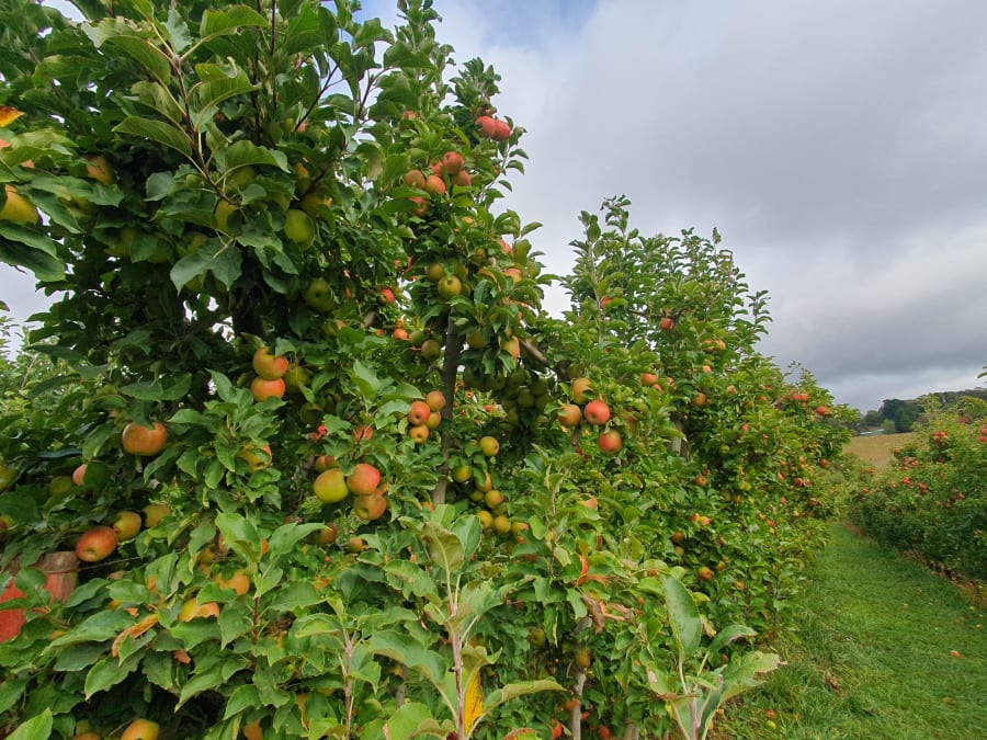 Lenswood Pick Your Own – photo 5