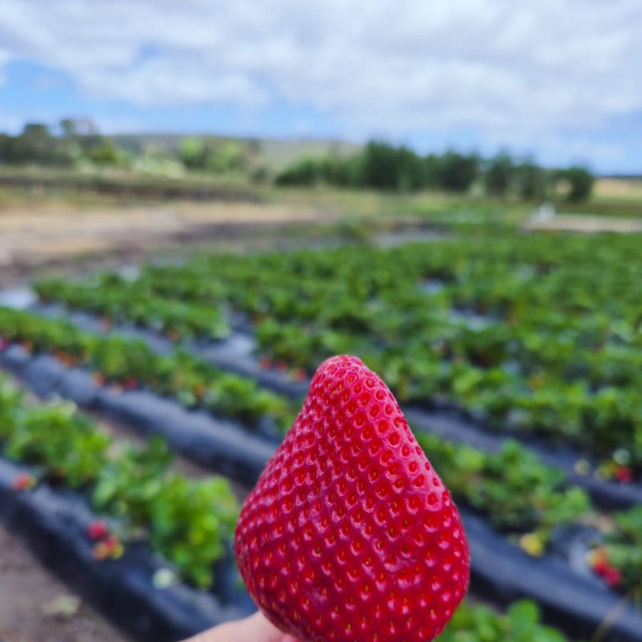 Harvest the Fleurieu – photo 5