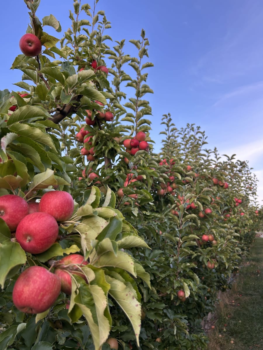 Lenswood Pick Your Own – photo 3