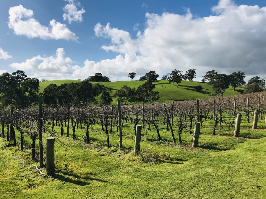 Nepenthe Cellar Door – photo 3