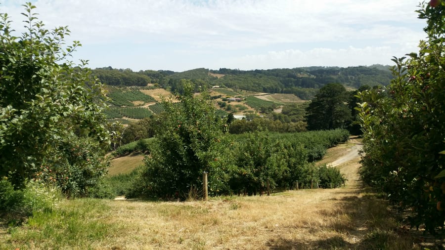 Ashton Valley Fresh – photo 2