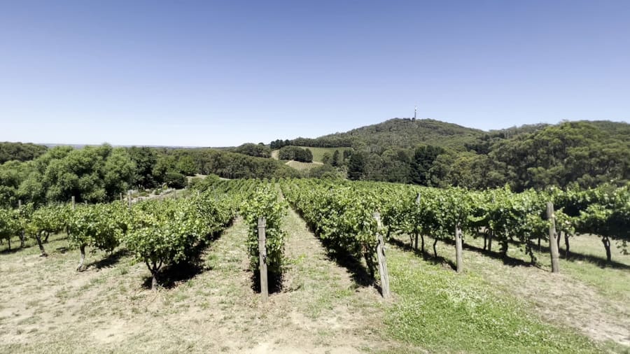 Greenhill Wines Cellar Door – photo 2