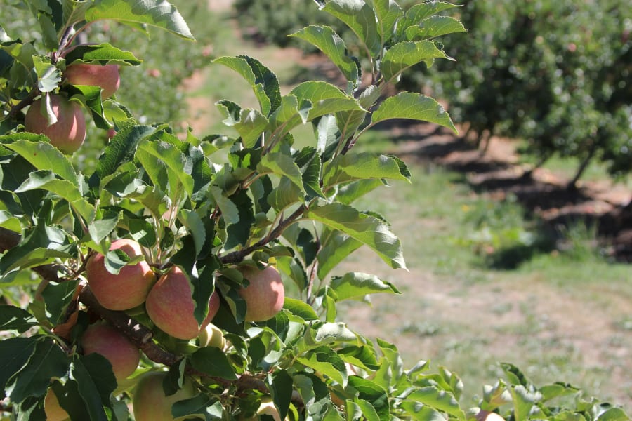 The Hills Cider Company – photo 4