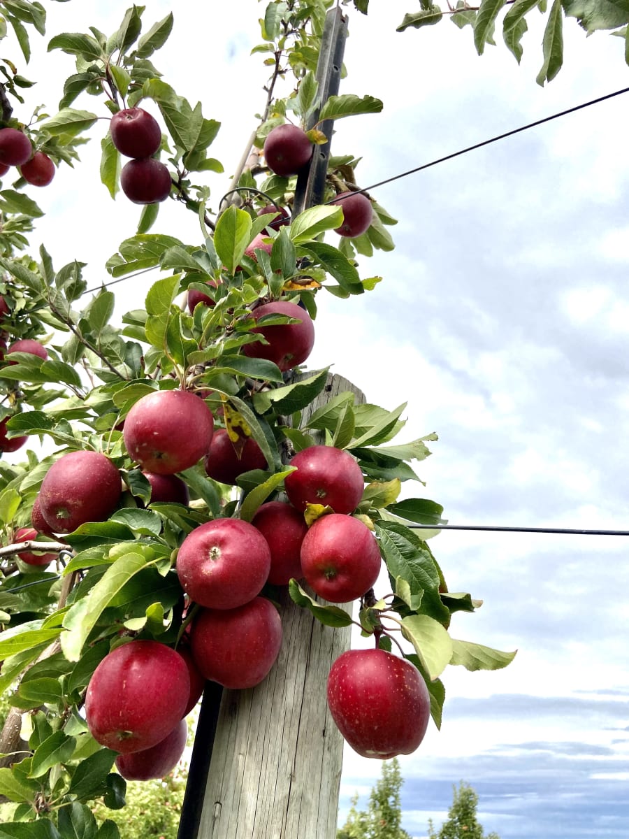 Harrisville Orchards – photo 3