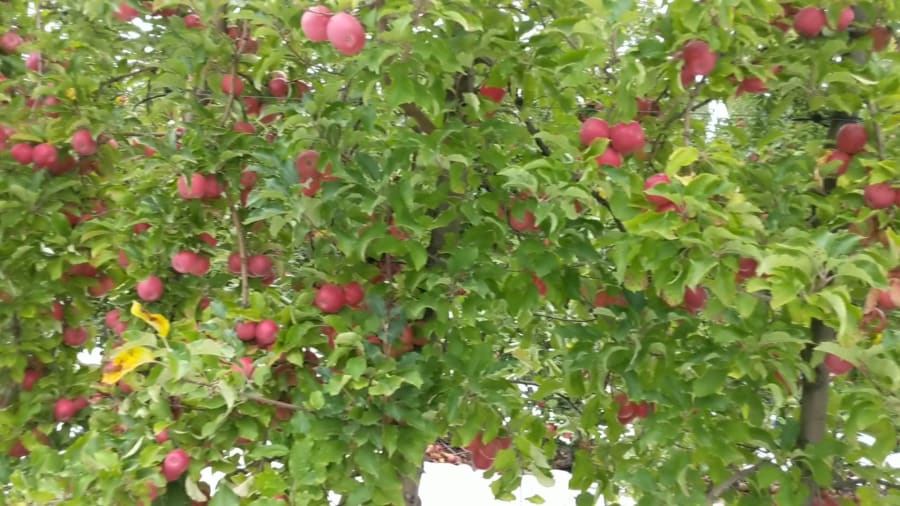 Harrisville Orchards – photo 2