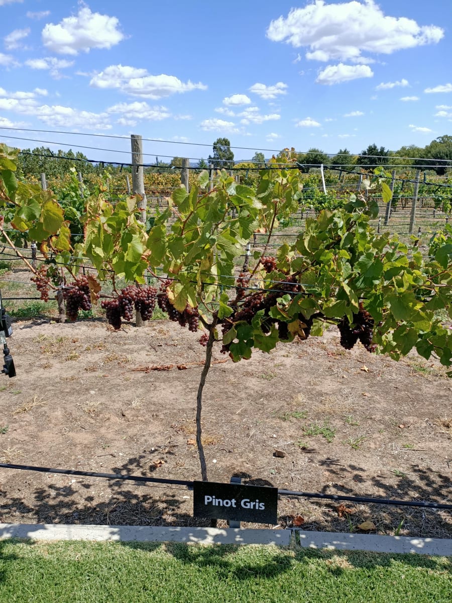 ArtWine – photo 4