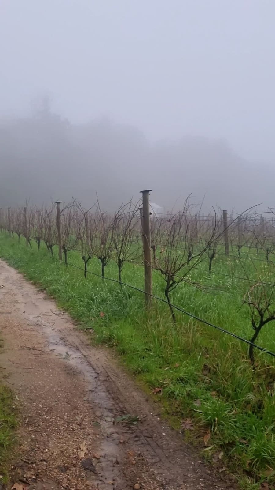 Ashton Hills Vineyard – photo 2