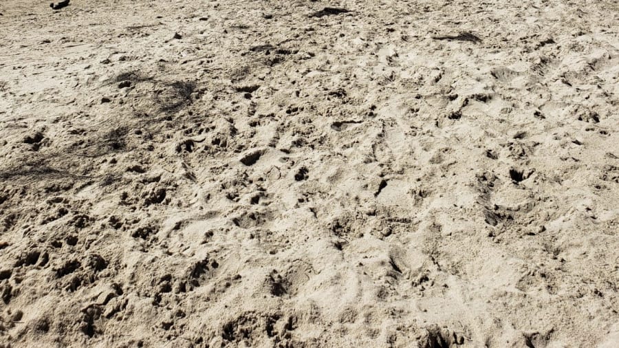 Hendrys Beach – photo 3