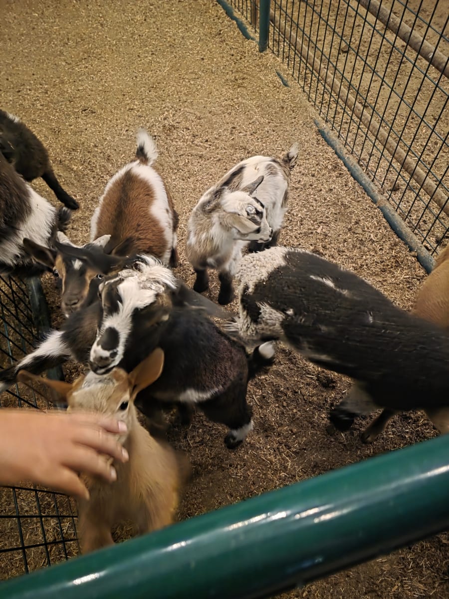 Open Farm Tuesdays – photo 3