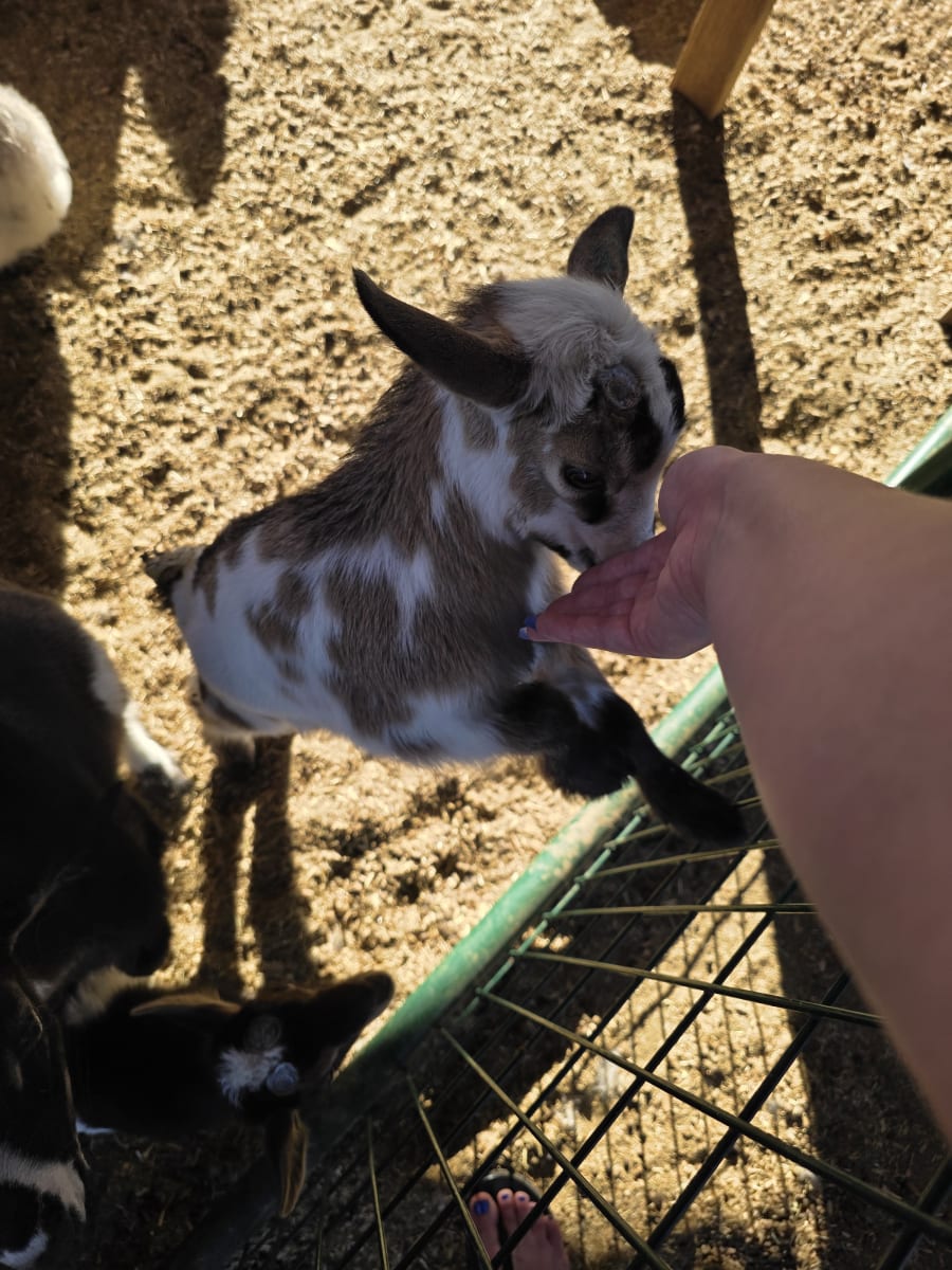 Open Farm Tuesdays – photo 5