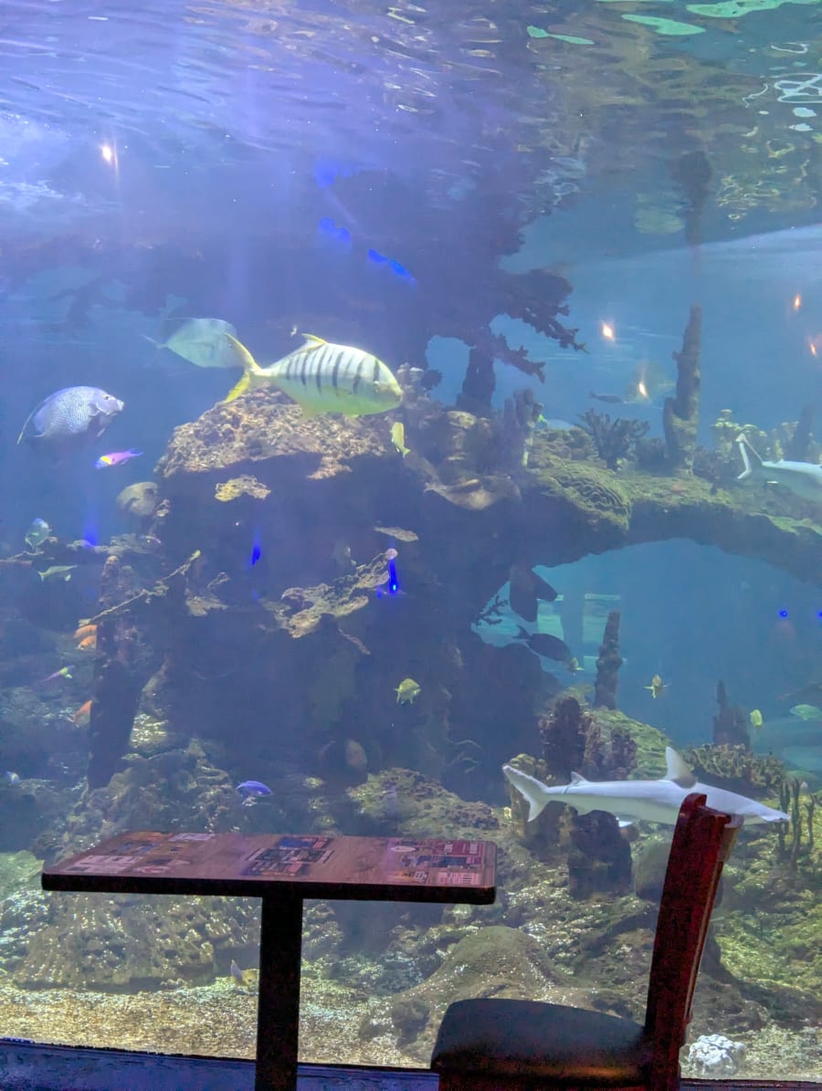 Dillon's KC BBQ at Wildlife World Zoo – photo 10