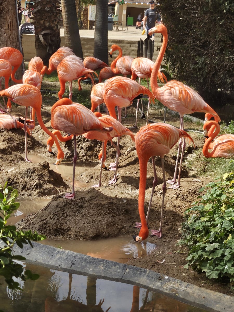 Dillon's KC BBQ at Wildlife World Zoo – photo 6