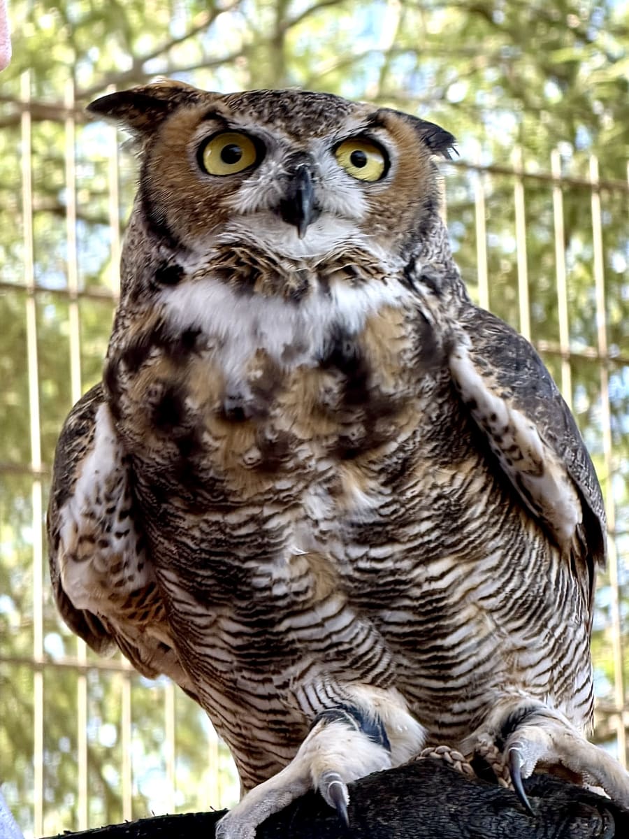 Liberty Wildlife – photo 9
