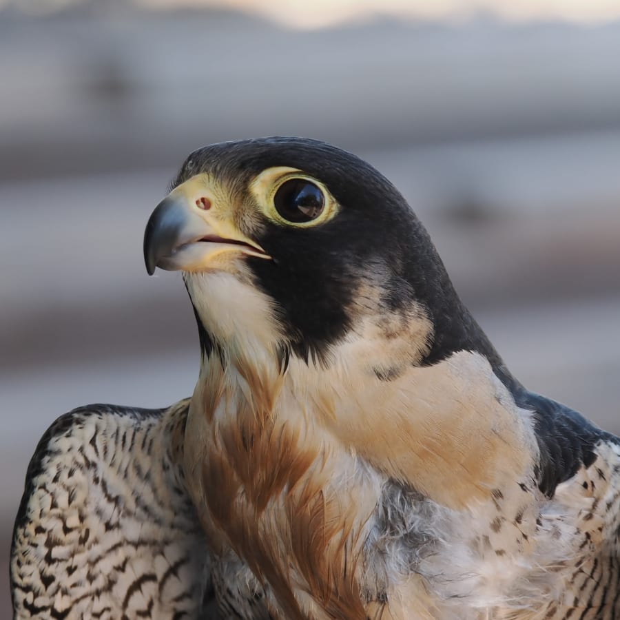 Liberty Wildlife – photo 10