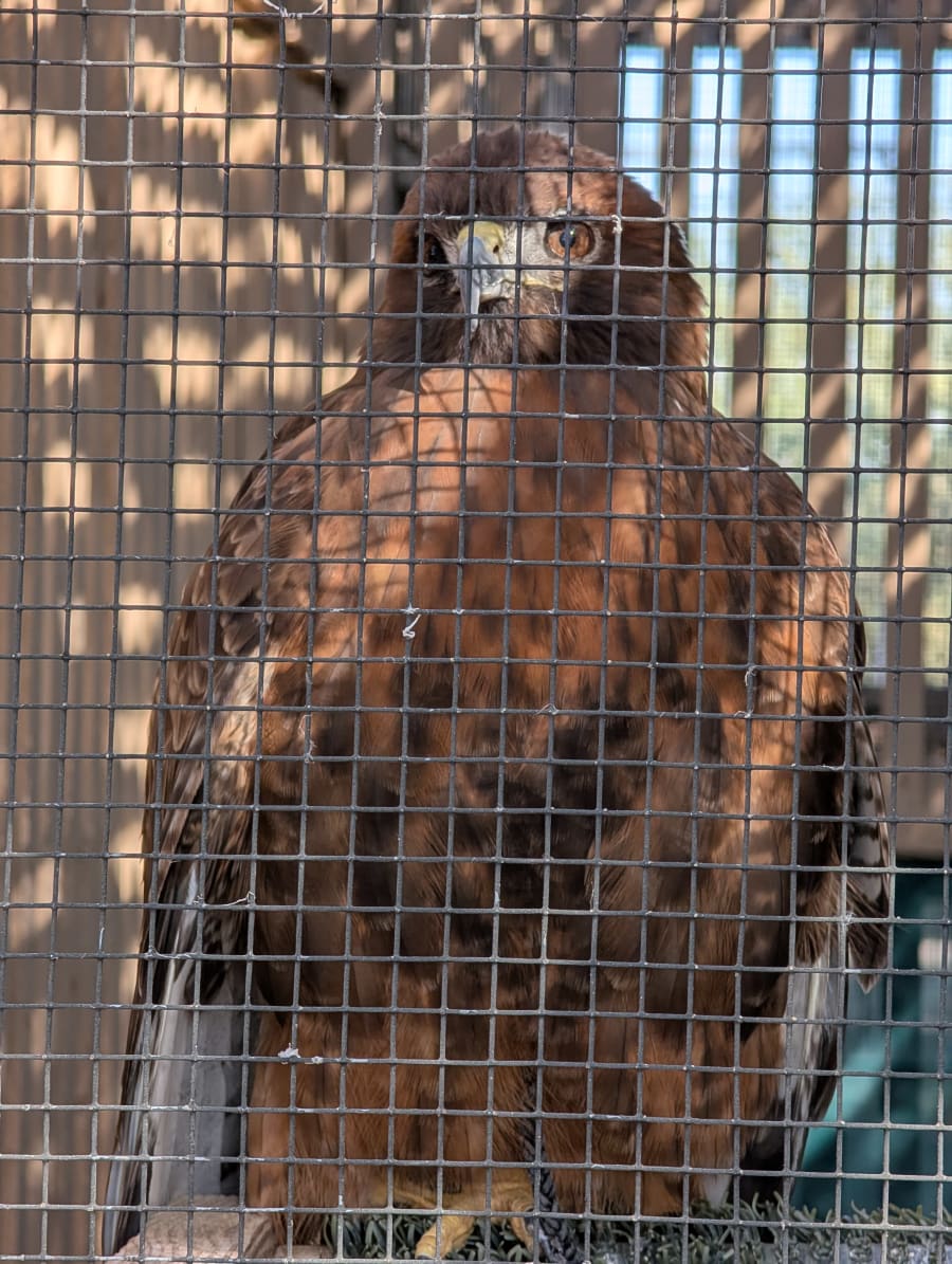 Liberty Wildlife – photo 4