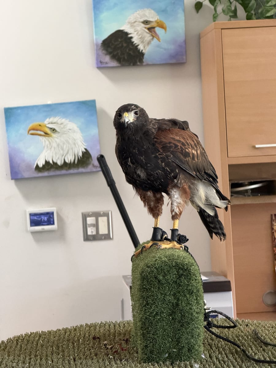 Liberty Wildlife – photo 7