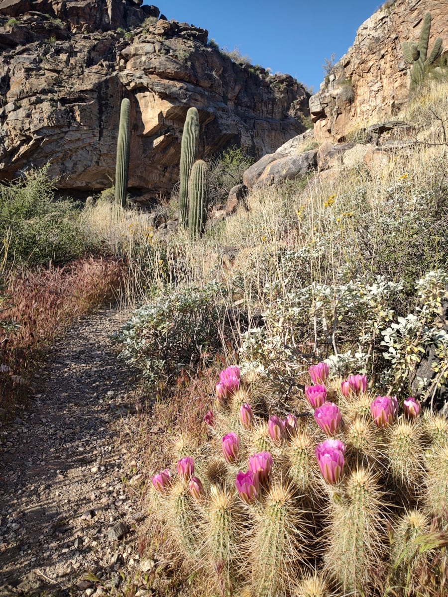 White Tank Mountain Regional Park – photo 6