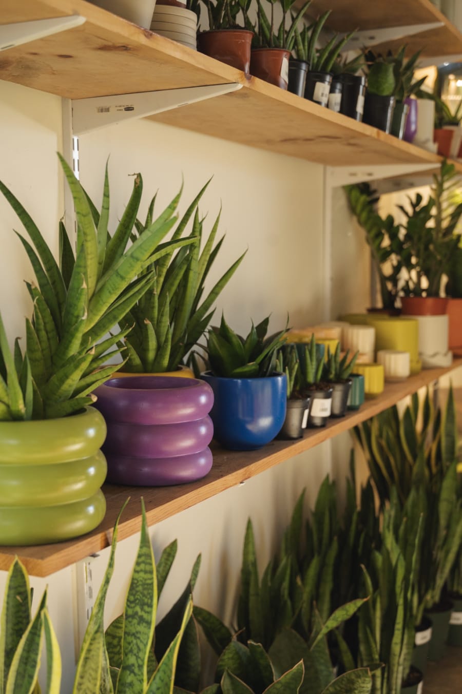 The Plant Outpost – photo 5
