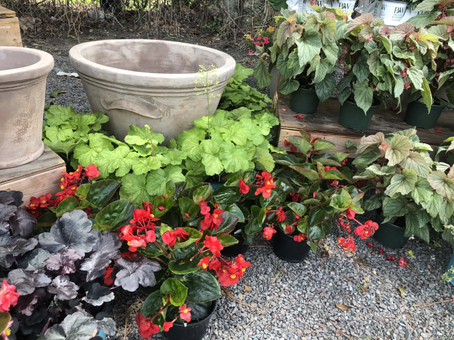 The Garden Shop on Moss – photo 4