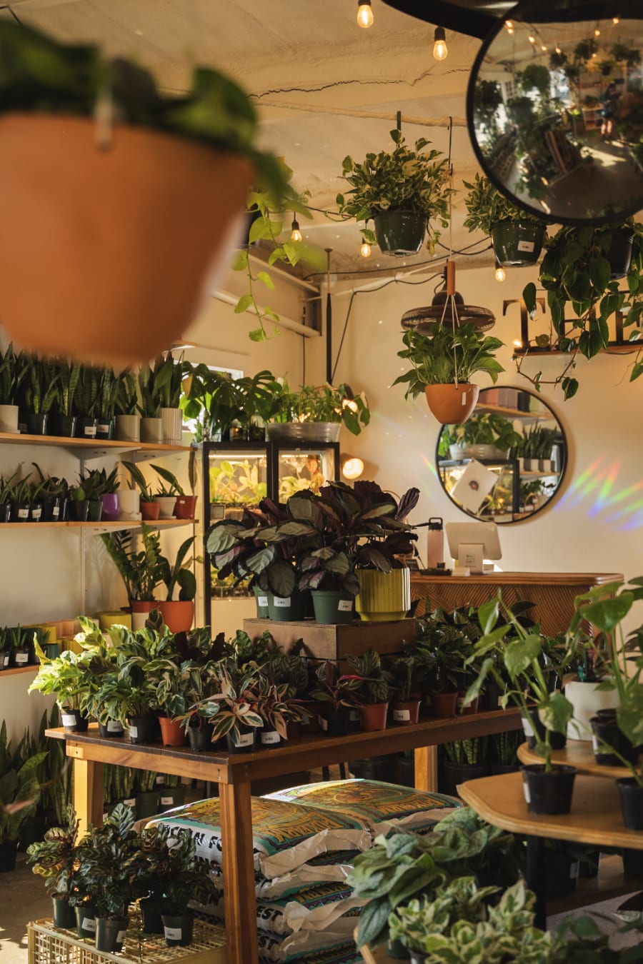 The Plant Outpost – photo 3