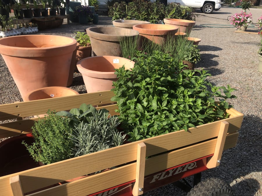 The Garden Shop on Moss – photo 5