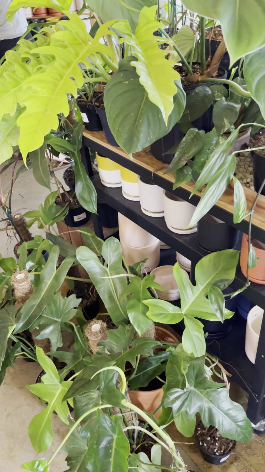 The Plant Outpost – photo 6