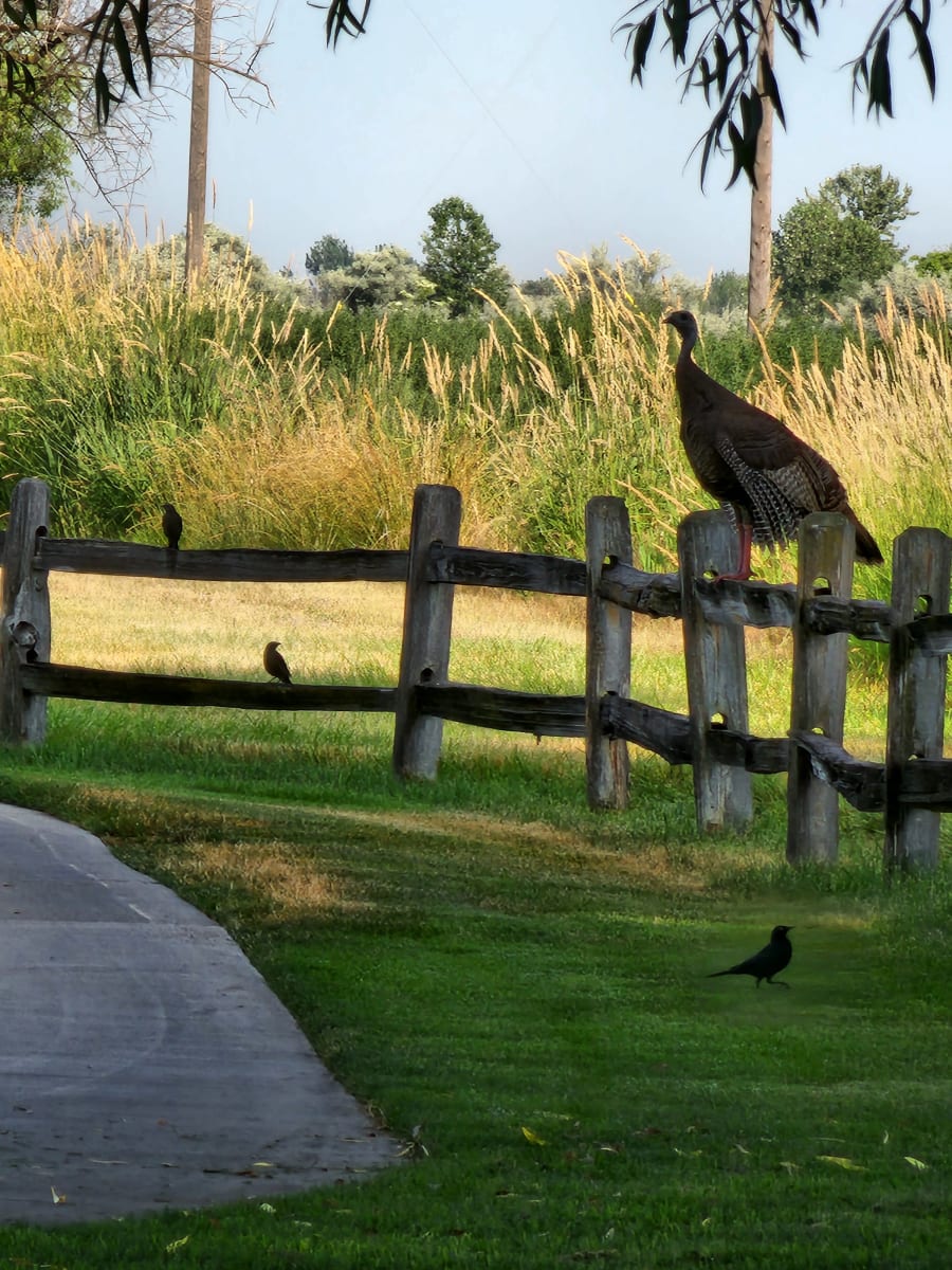 Eagle Country Christmas – photo 4
