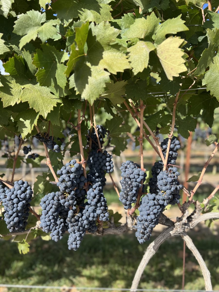 Famici Wine Co. – photo 7