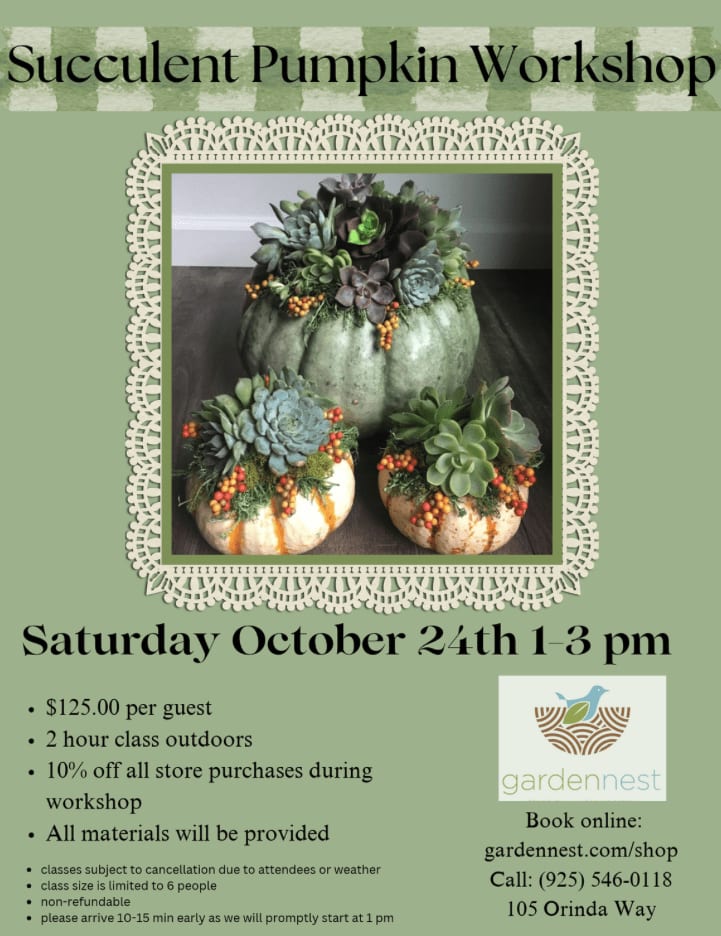 Succulent Pumpkin Workshop – photo 1