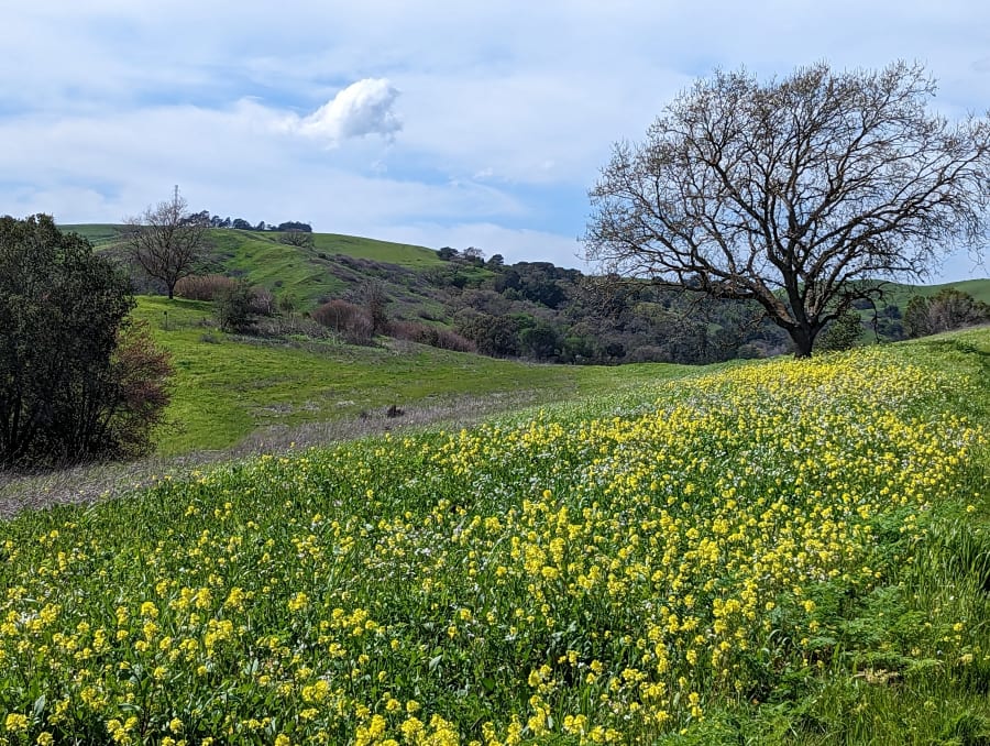 Lafayette Community Park – photo 4