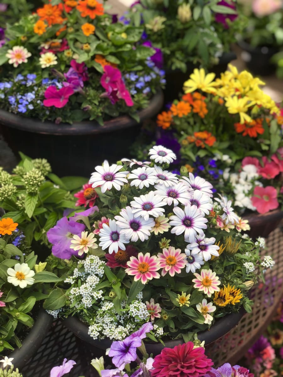 Orchard Nursery – photo 3
