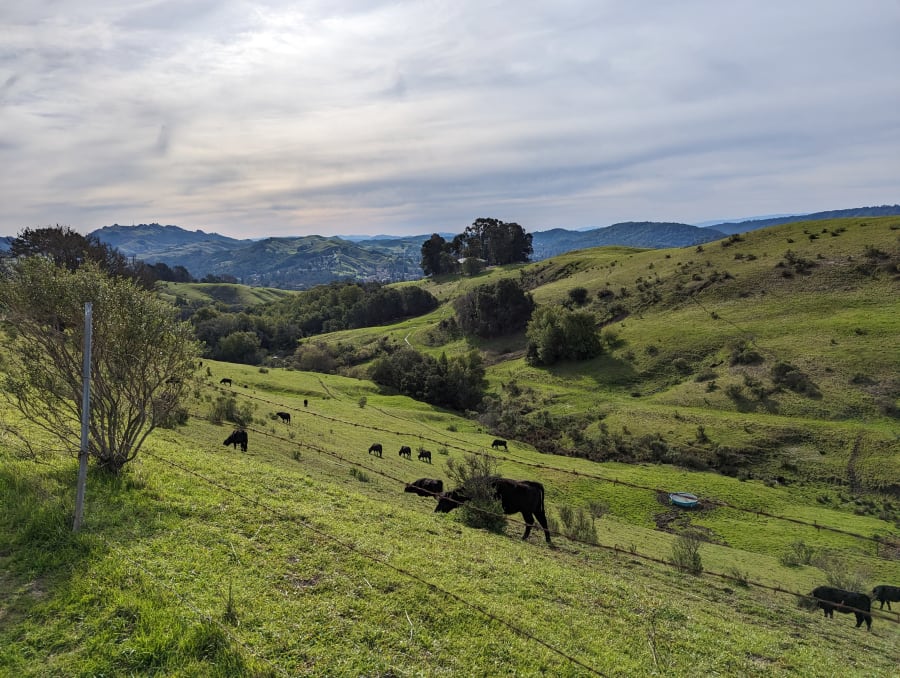 Orinda Oaks Park – photo 4