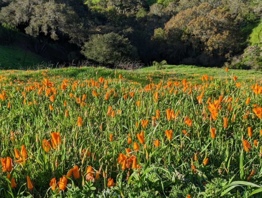 Orinda Oaks Park – photo 6