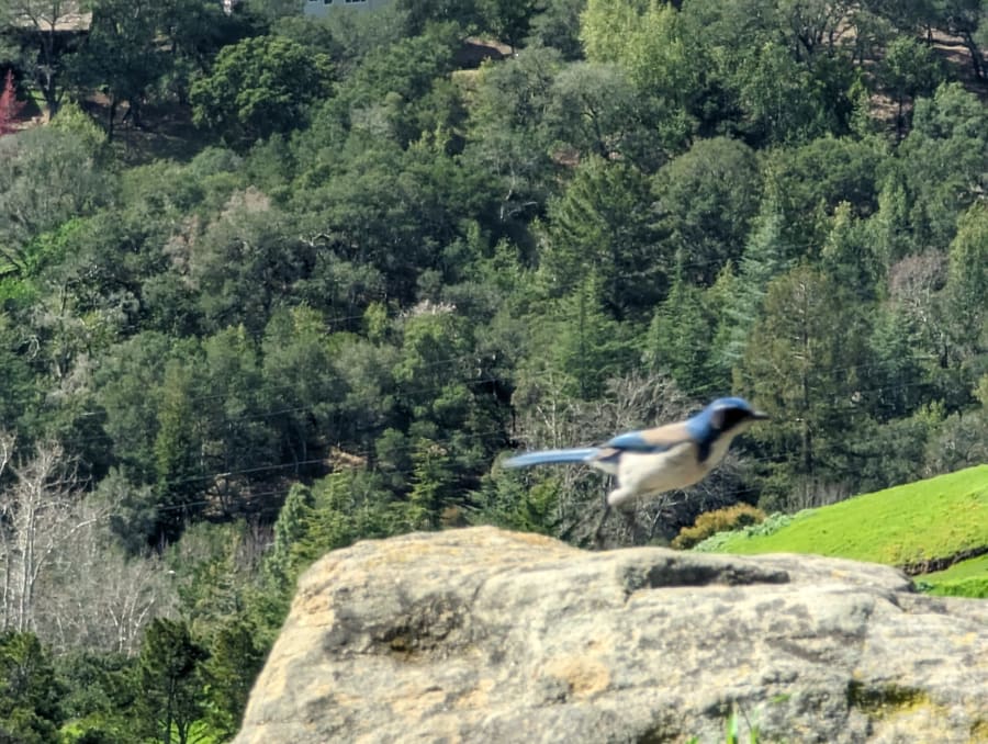 Orinda Oaks Park – photo 10