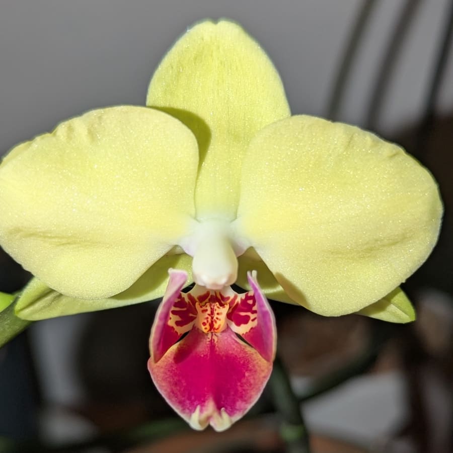 Gulf Orchids – photo 3