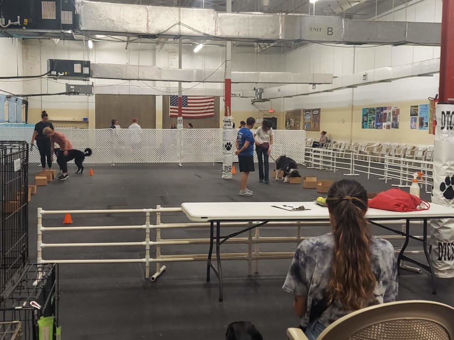 Dog Training Club of St Pete – photo 3