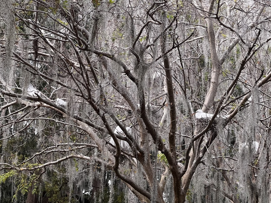 Azalea Park – photo 5