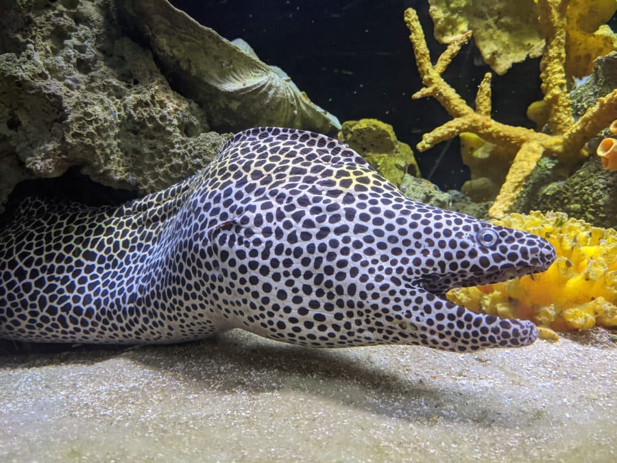 Clearwater Marine Aquarium – photo 10
