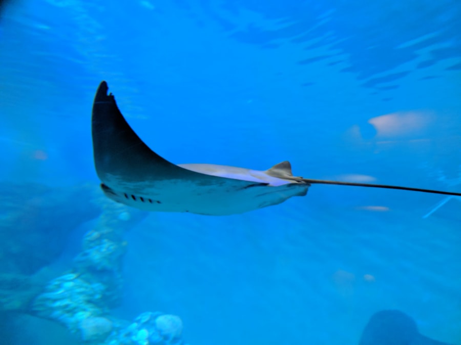 Clearwater Marine Aquarium – photo 7