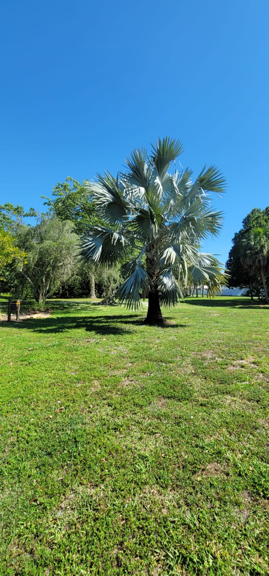 Christmas Recycle Sale by St Pete Garden Club – photo 6